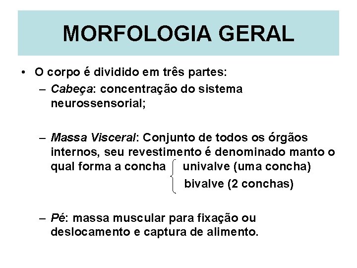 MORFOLOGIA GERAL • O corpo é dividido em três partes: – Cabeça: concentração do