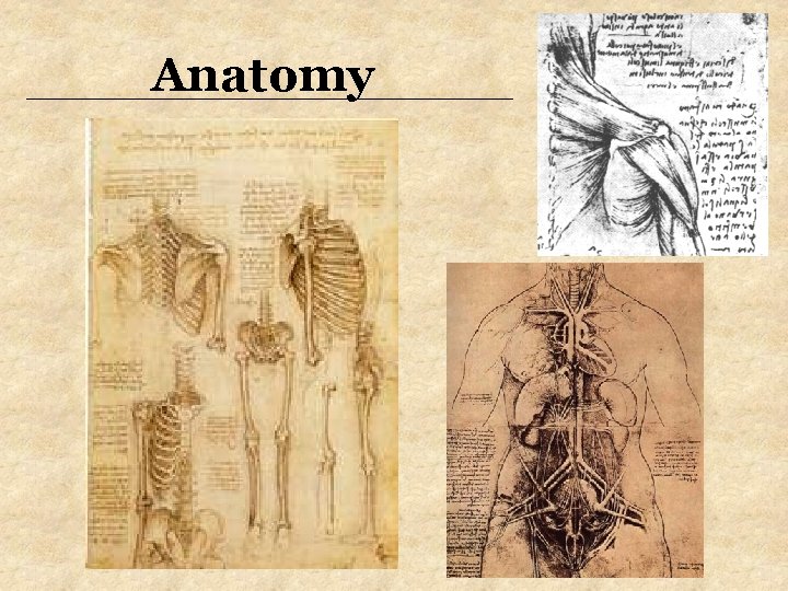 Anatomy Anatomy