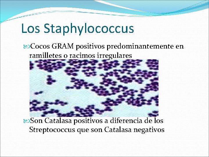 Los Staphylococcus Cocos GRAM positivos predominantemente en ramilletes