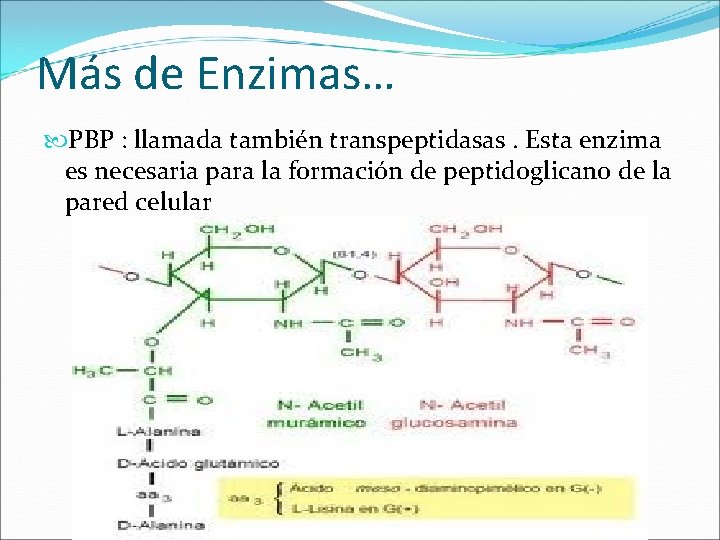 Más de Enzimas… PBP : llamada también transpeptidasas. Esta enzima es necesaria para la