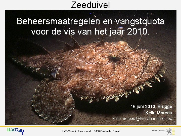 Zeeduivel - Beheersmaatregelen en vangstquota voor de vis van het jaar 2010. 16 juni