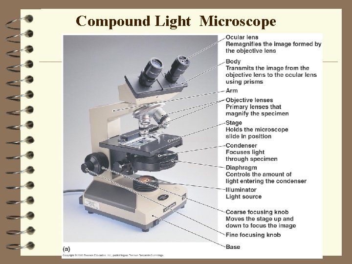 Compound Light Microscope 