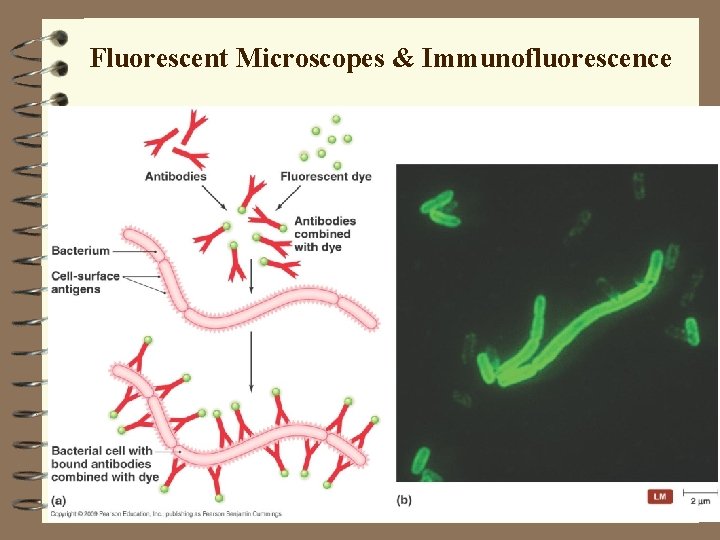 Fluorescent Microscopes & Immunofluorescence 