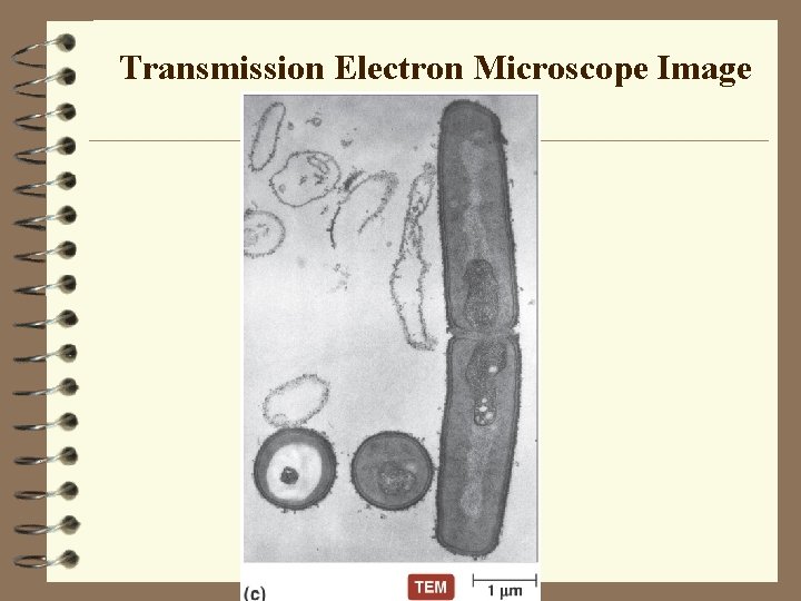 Transmission Electron Microscope Image 