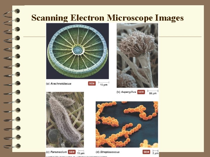 Scanning Electron Microscope Images 