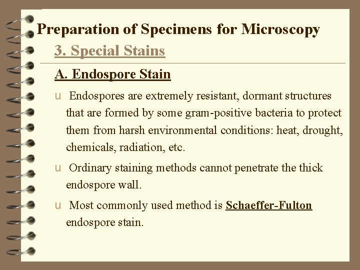 Preparation of Specimens for Microscopy 3. Special Stains A. Endospore Stain u Endospores are
