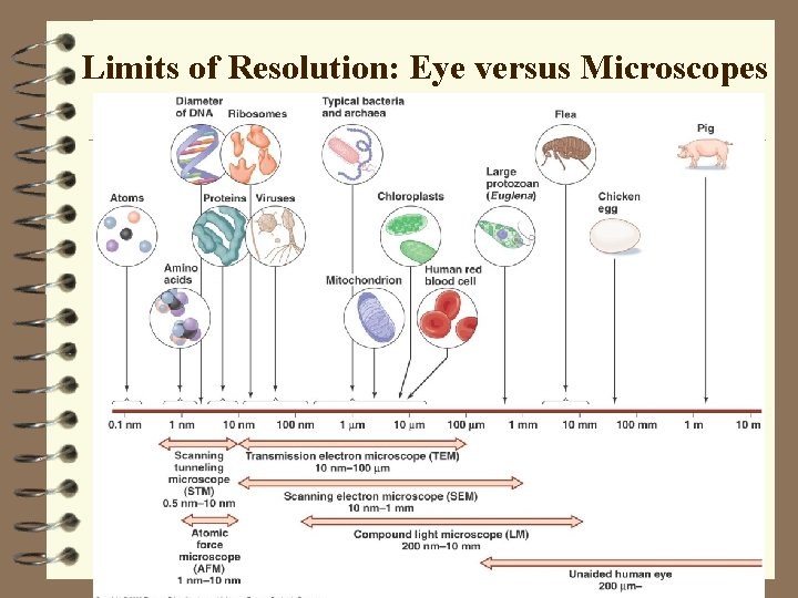 Limits of Resolution: Eye versus Microscopes 