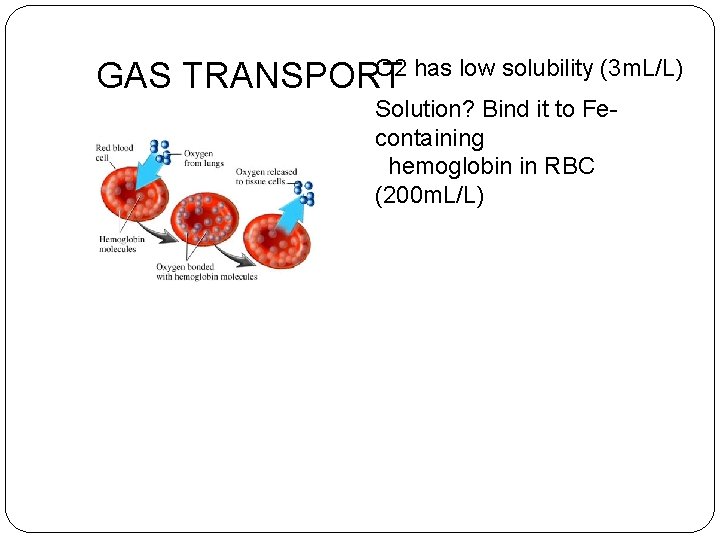 O 2 has low solubility (3 m. L/L) GAS TRANSPORT Solution? Bind it to
