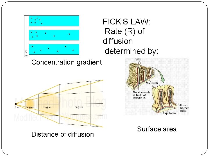 FICK’S LAW: Rate (R) of diffusion determined by: Concentration gradient Distance of diffusion Surface