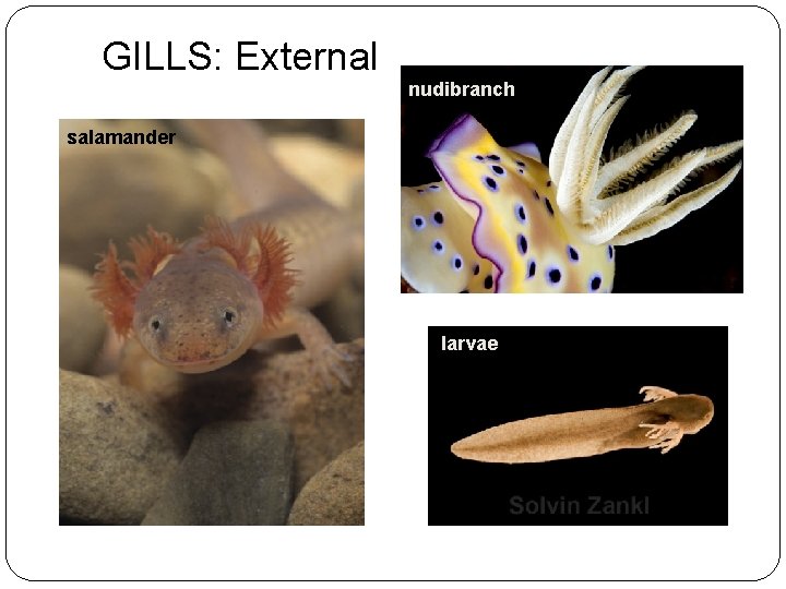 GILLS: External nudibranch salamander larvae 