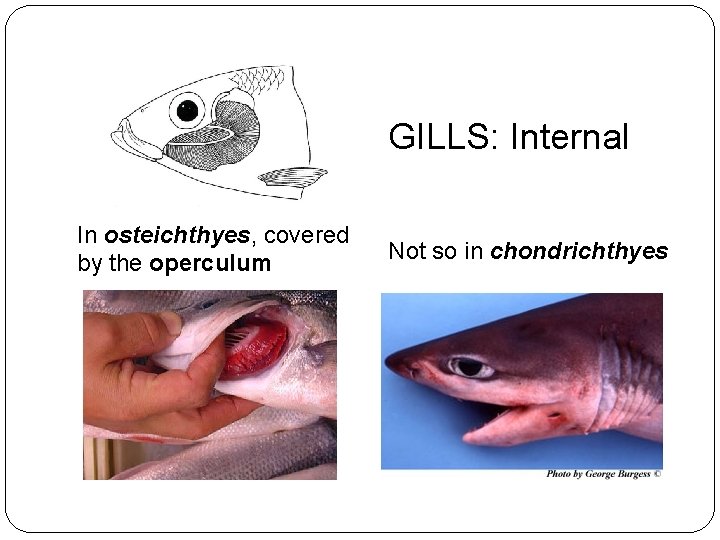 GILLS: Internal In osteichthyes, covered by the operculum Not so in chondrichthyes 