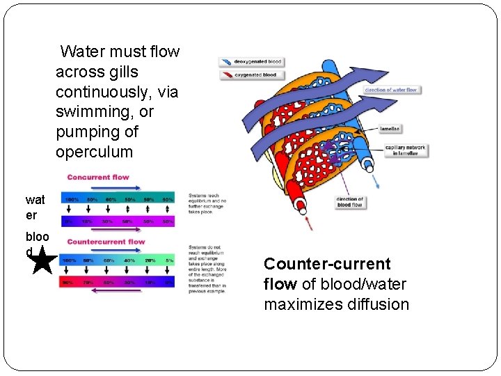 Water must flow across gills continuously, via swimming, or pumping of operculum wat er