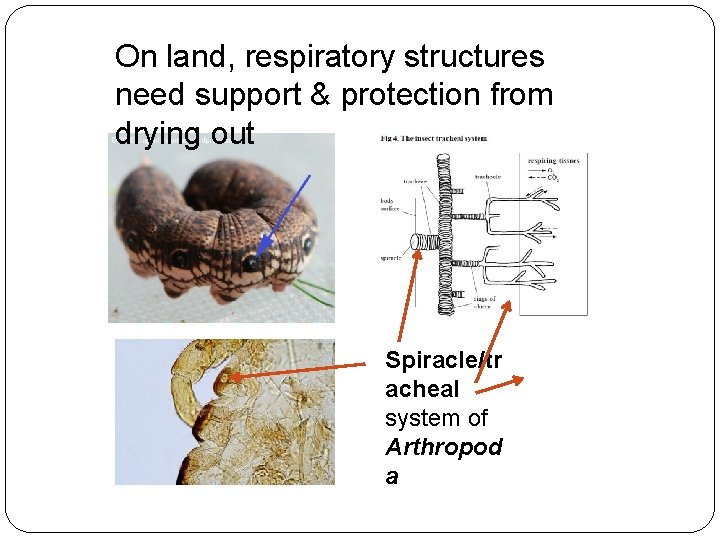 On land, respiratory structures need support & protection from drying out Spiracle/tr acheal system