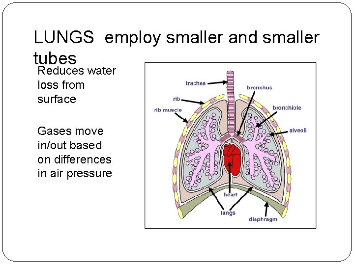 LUNGS employ smaller and smaller tubes Reduces water loss from surface Gases move in/out