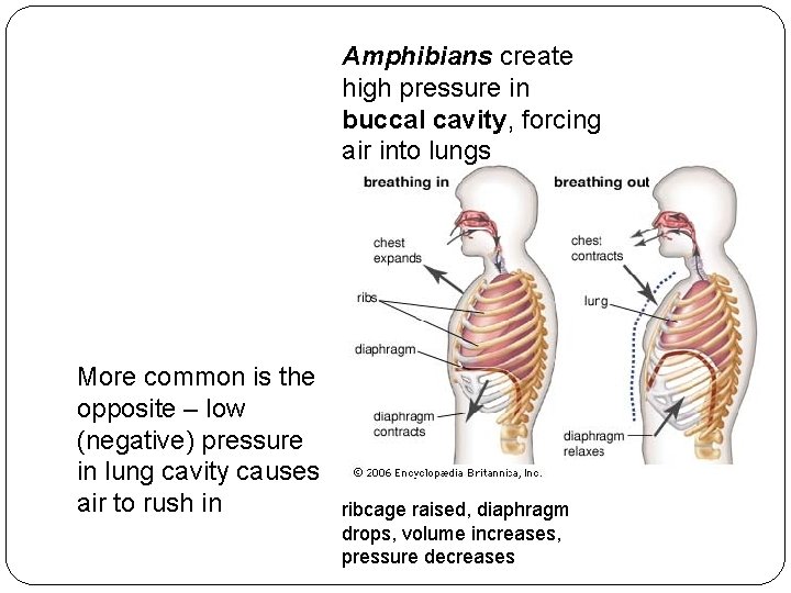 Amphibians create high pressure in buccal cavity, forcing air into lungs More common is