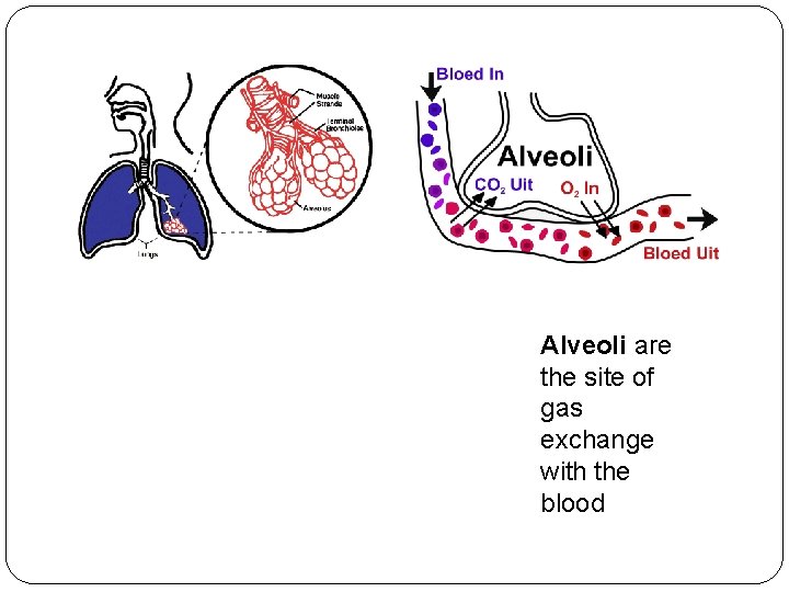 Alveoli are the site of gas exchange with the blood 
