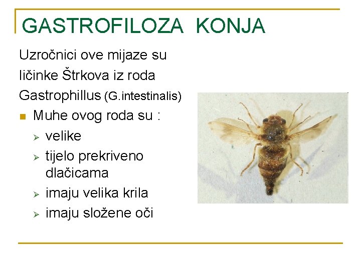 GASTROFILOZA KONJA Uzročnici ove mijaze su ličinke Štrkova iz roda Gastrophillus (G. intestinalis) n