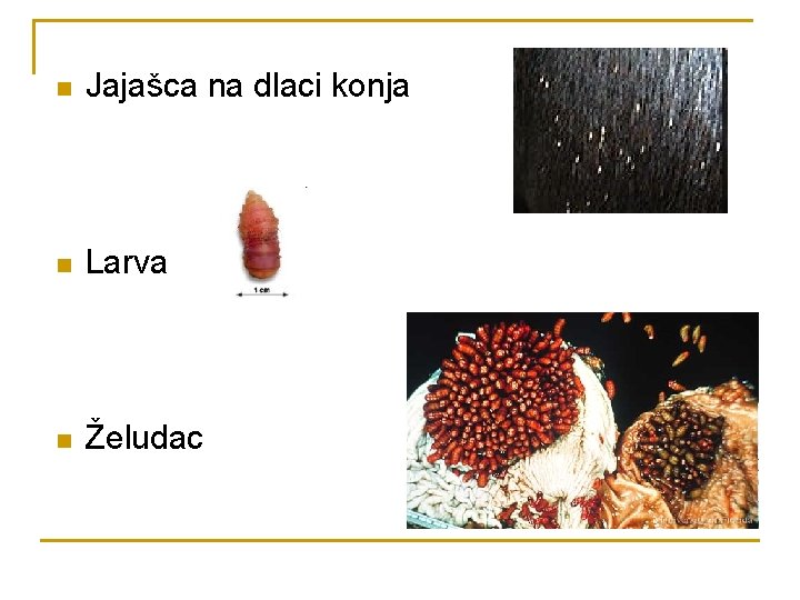 n Jajašca na dlaci konja n Larva n Želudac 