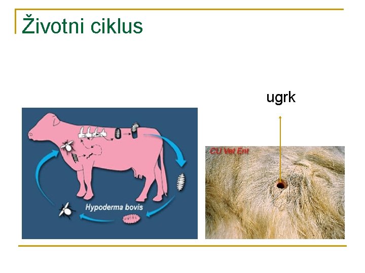 Životni ciklus ugrk 