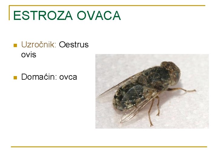 ESTROZA OVACA n Uzročnik: Oestrus ovis n Domaćin: ovca 