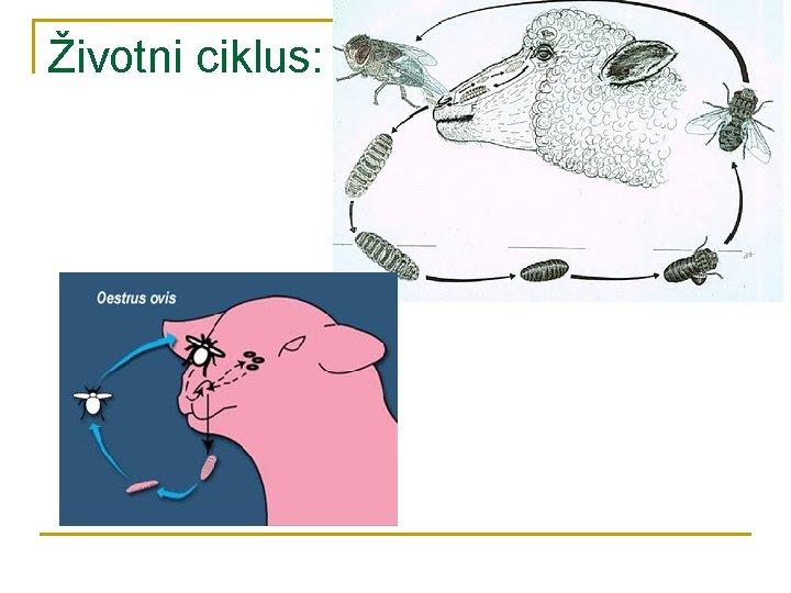 Životni ciklus: 