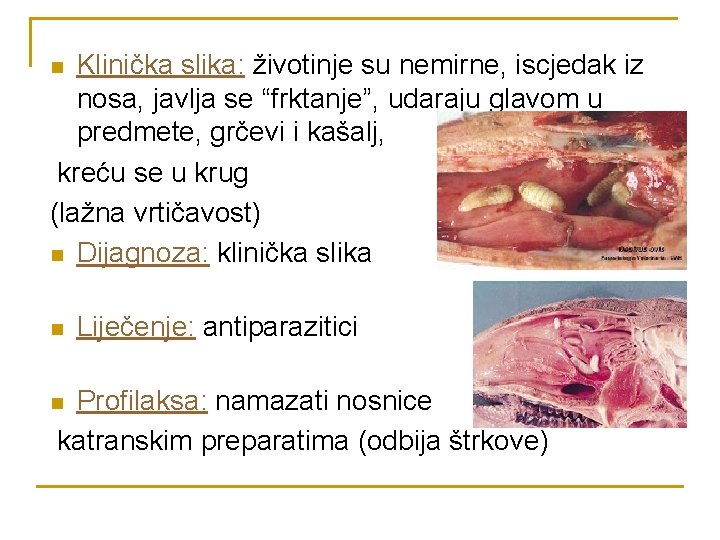 Klinička slika: životinje su nemirne, iscjedak iz nosa, javlja se “frktanje”, udaraju glavom u