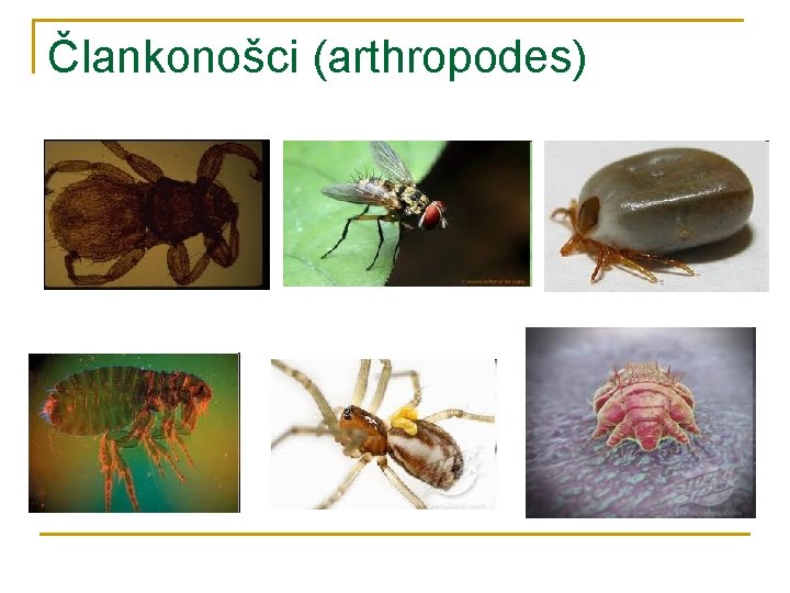 Člankonošci (arthropodes) 