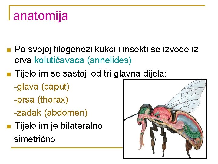 anatomija n n n Po svojoj filogenezi kukci i insekti se izvode iz crva