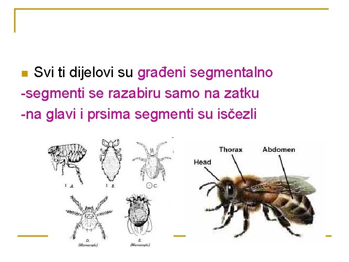 Svi ti dijelovi su građeni segmentalno -segmenti se razabiru samo na zatku -na glavi