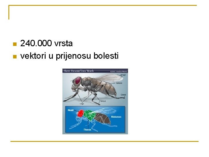 n n 240. 000 vrsta vektori u prijenosu bolesti 