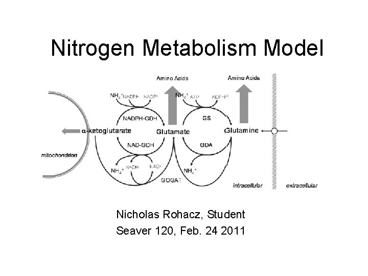 Nitrogen Metabolism Model Nicholas Rohacz, Student Seaver 120, Feb. 24 2011 