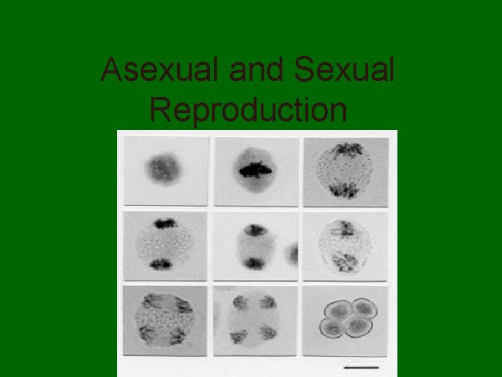 Asexual and Sexual Reproduction 