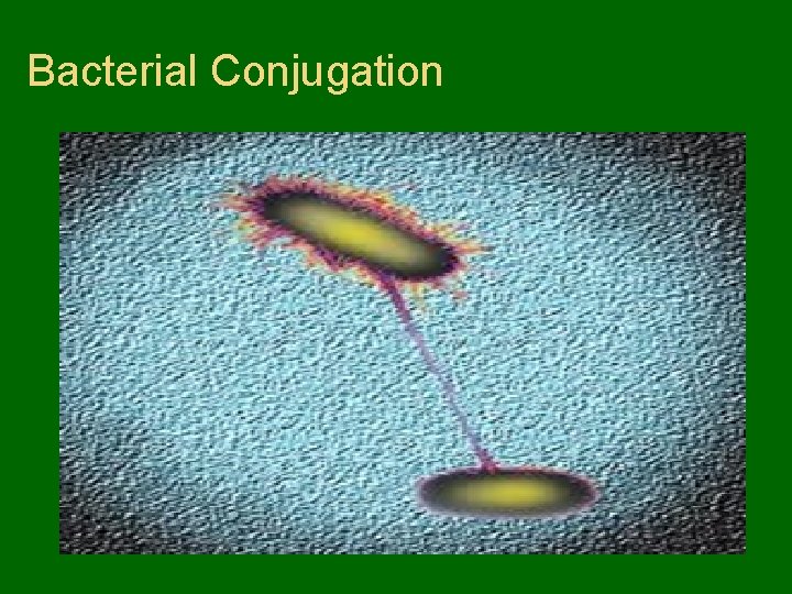 Bacterial Conjugation 