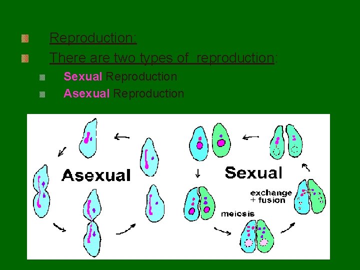 Reproduction: There are two types of reproduction: Sexual Reproduction Asexual Reproduction 