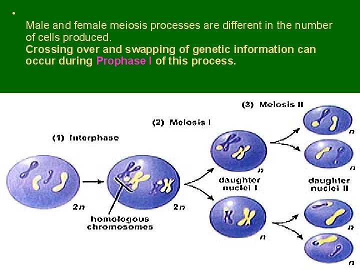  • Male and female meiosis processes are different in the number of cells
