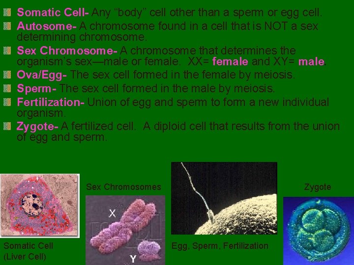 Somatic Cell- Any “body” cell other than a sperm or egg cell. Autosome- A