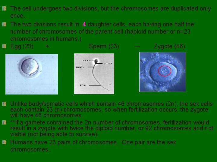 The cell undergoes two divisions, but the chromosomes are duplicated only once. The two