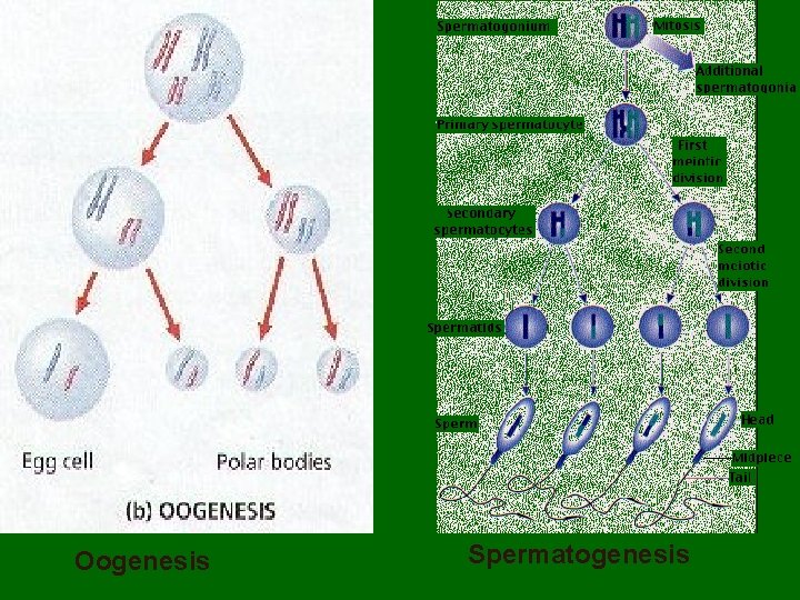 Oogenesis Spermatogenesis 