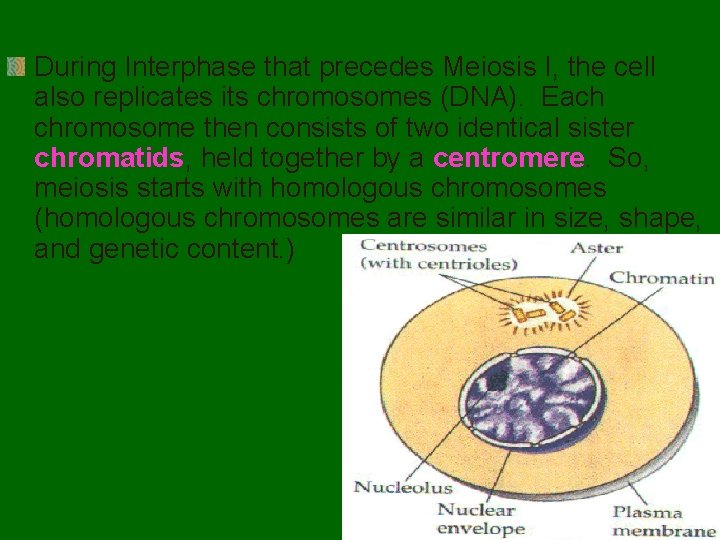 During Interphase that precedes Meiosis I, the cell also replicates its chromosomes (DNA). Each