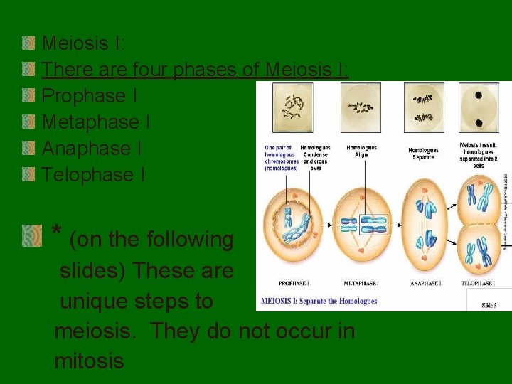 Meiosis I: There are four phases of Meiosis I: Prophase I Metaphase I Anaphase