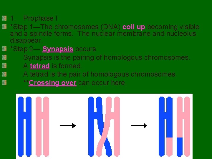 1. Prophase I *Step 1—The chromosomes (DNA) coil up becoming visible and a spindle