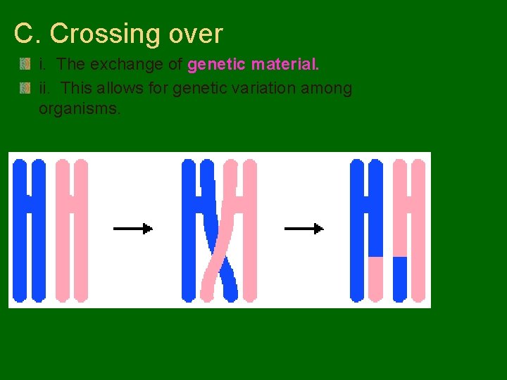 C. Crossing over i. The exchange of genetic material. ii. This allows for genetic