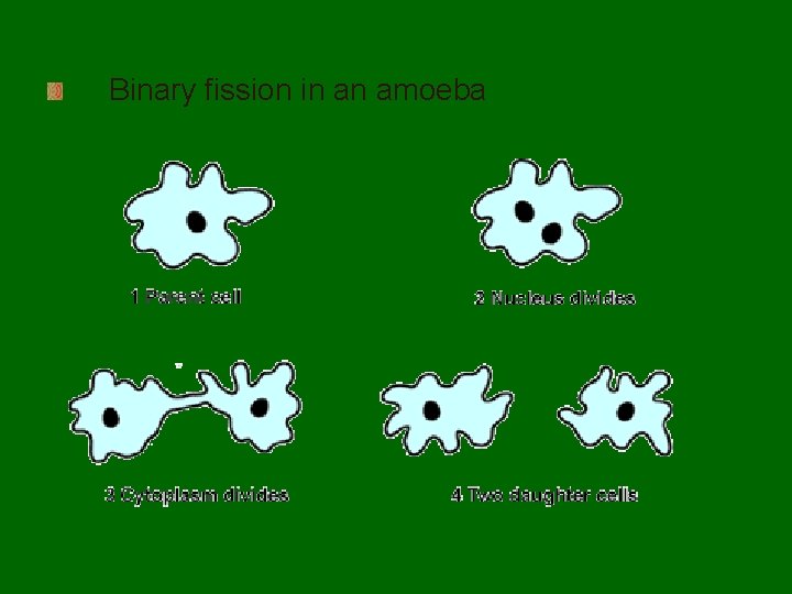 Binary fission in an amoeba 