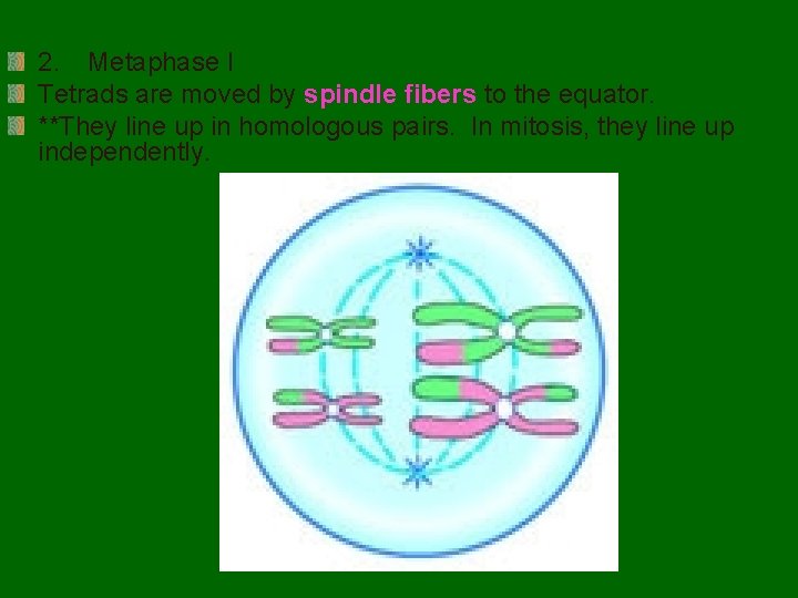 2. Metaphase I Tetrads are moved by spindle fibers to the equator. **They line