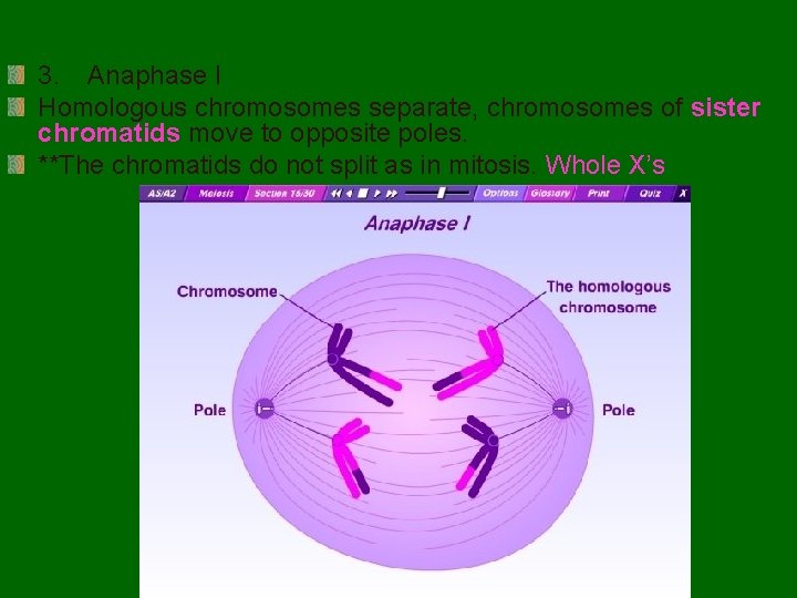3. Anaphase I Homologous chromosomes separate, chromosomes of sister chromatids move to opposite poles.