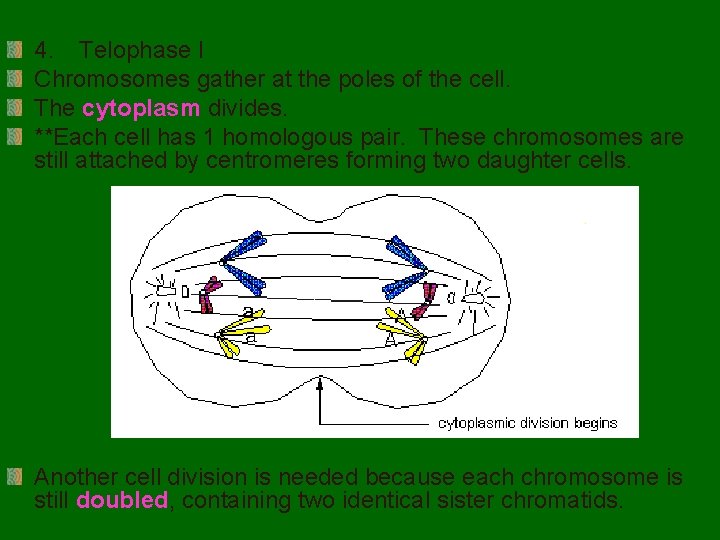 4. Telophase I Chromosomes gather at the poles of the cell. The cytoplasm divides.