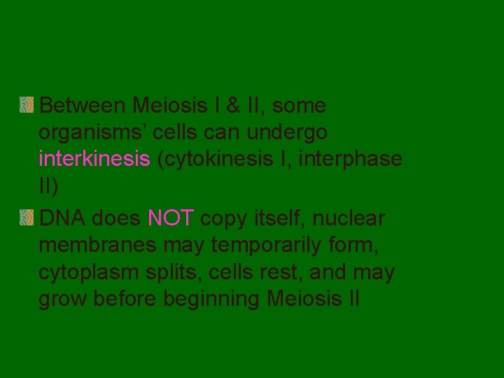 Between Meiosis I & II, some organisms’ cells can undergo interkinesis (cytokinesis I, interphase