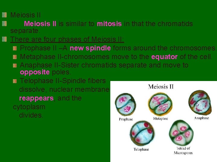 Meiosis II is similar to mitosis in that the chromatids separate. There are four