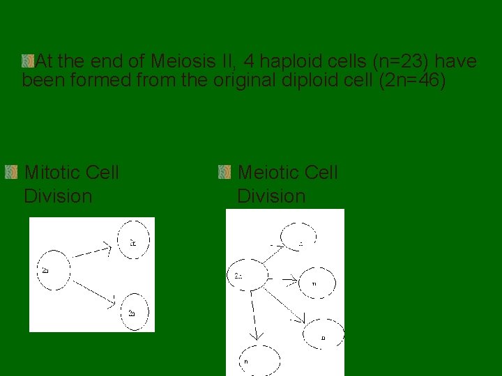 At the end of Meiosis II, 4 haploid cells (n=23) have been formed from