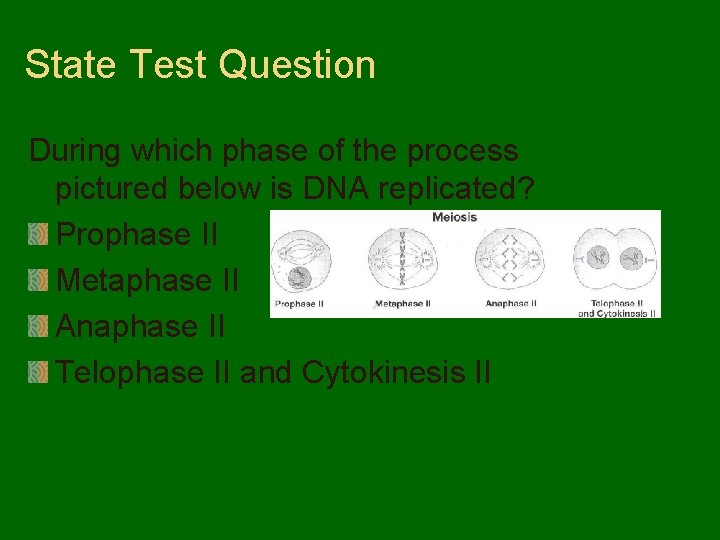 State Test Question During which phase of the process pictured below is DNA replicated?